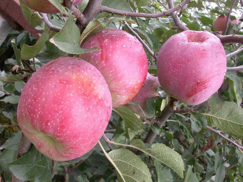 elma ağacı florina