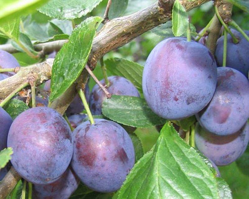 plum eurasia