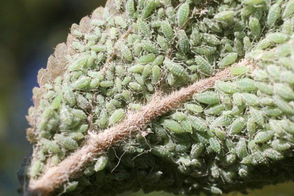 parasites on leaves 