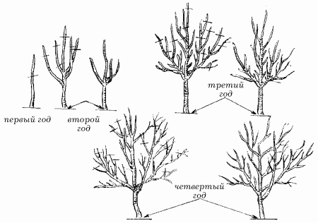 viburnum pruning