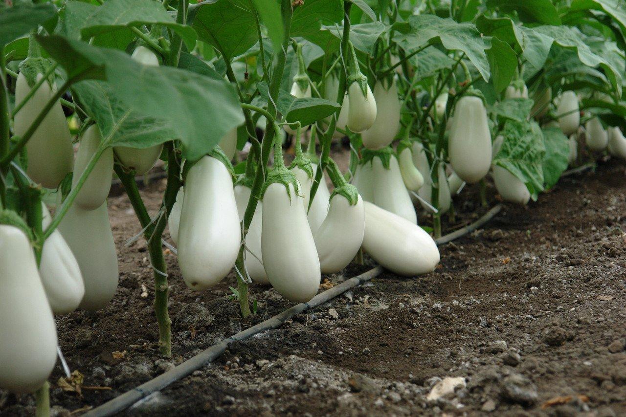 Bibo aubergine