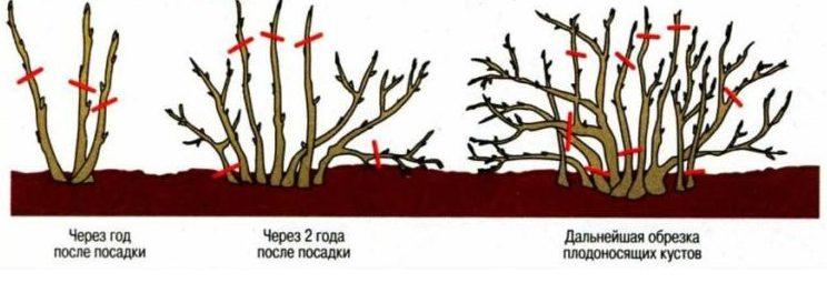 viburnum pruning