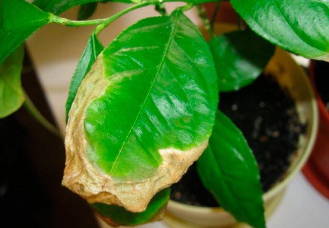 homemade lemon diseases Anthracnose