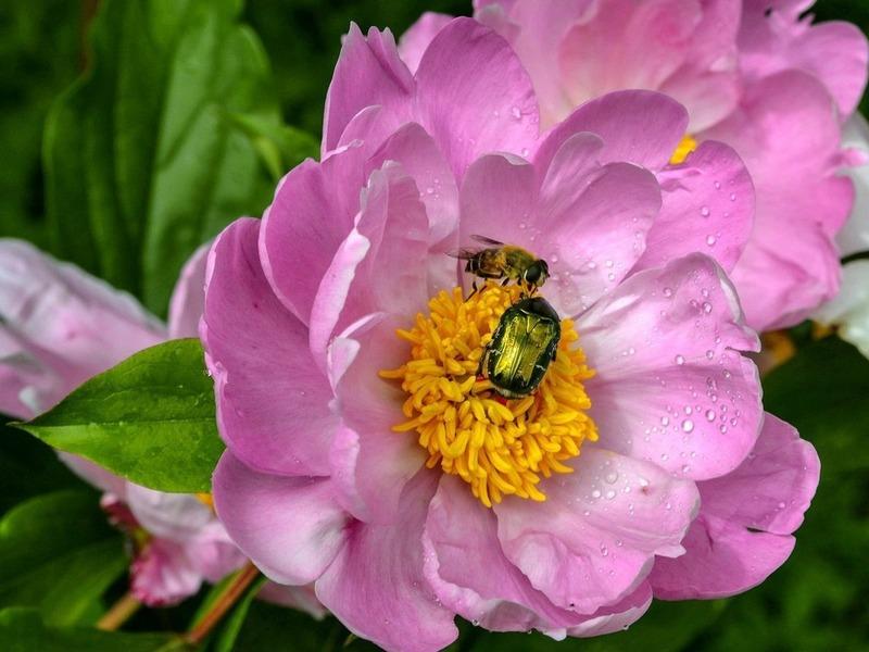 Mites on a peony