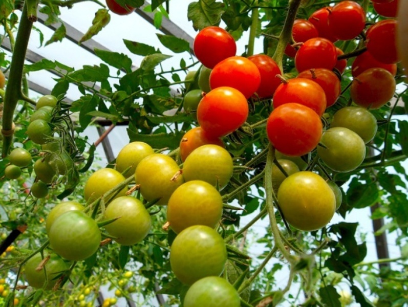 Tomaten in einem Gewächshaus