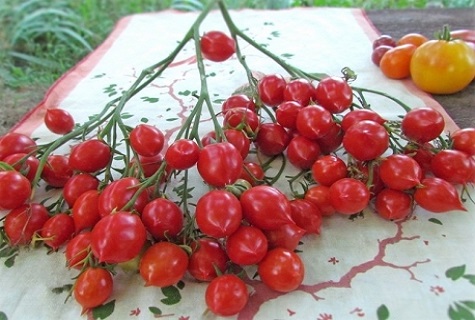 tomates sur la table