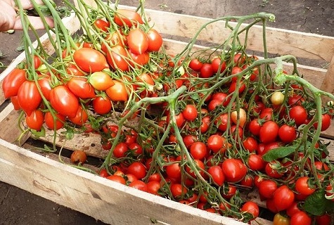 tomato in a box