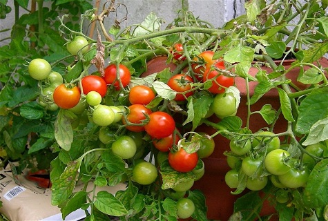 Tomatenfrucht