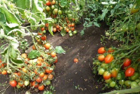 lit de tomates