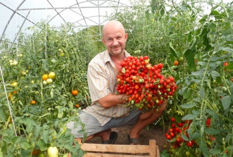 Beskrivning och egenskaper hos tomatsorten Geranium Kiss, dess avkastning