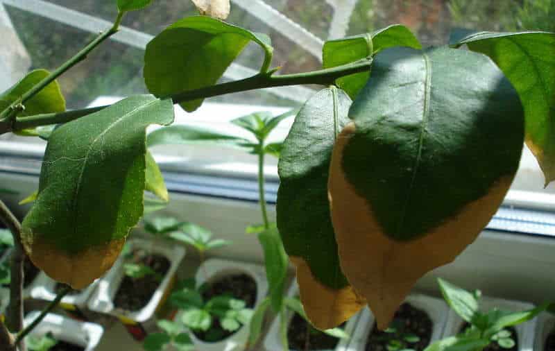 les fulles de mandarina es tornen grogues