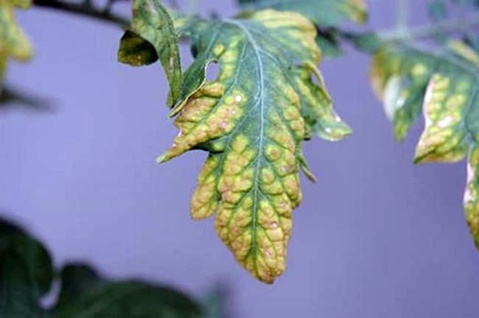 geel blad van tomatenzaailingen 