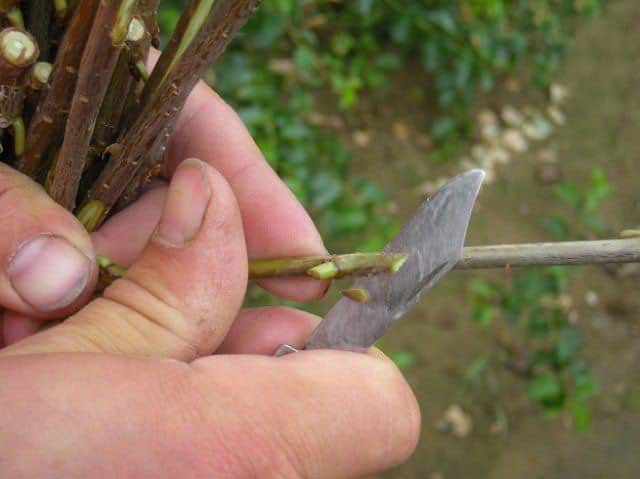 Comment greffer une poire avec Bridge