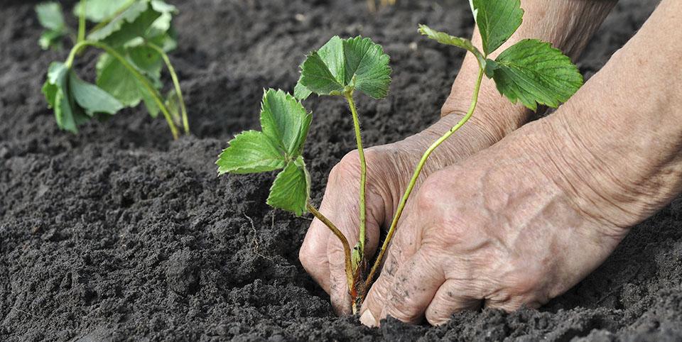 planting strawberries