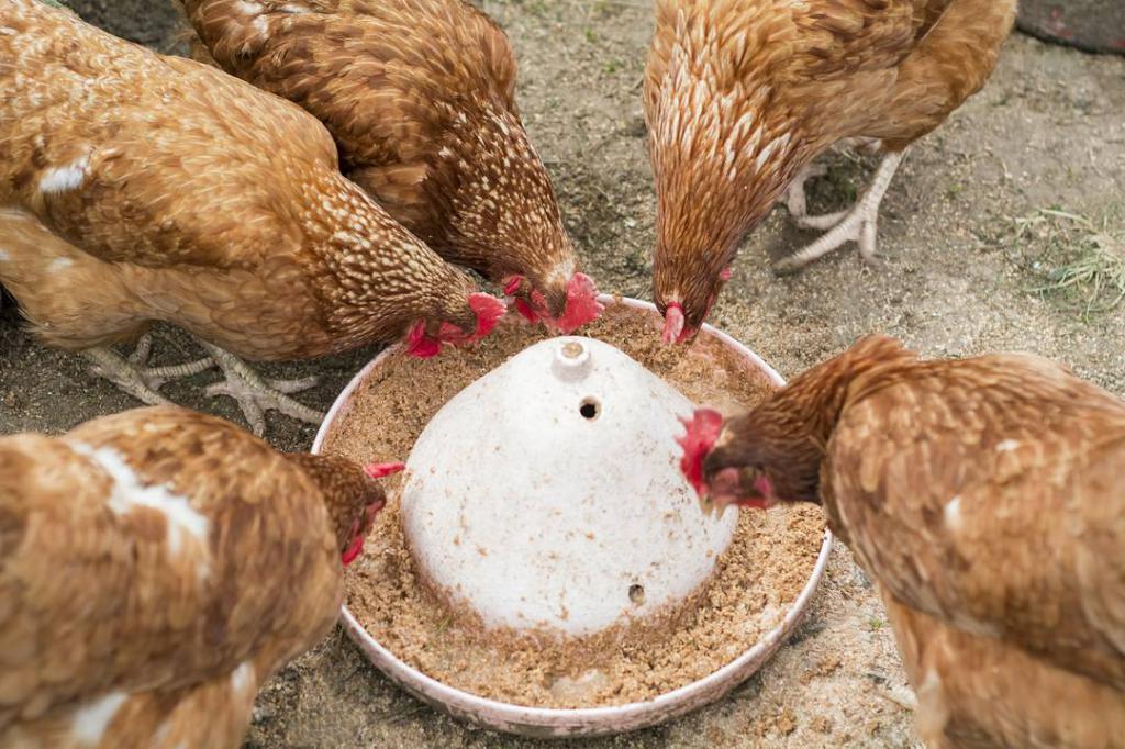 alimentando galinhas