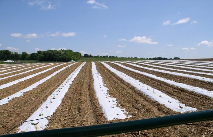 mulch spread 