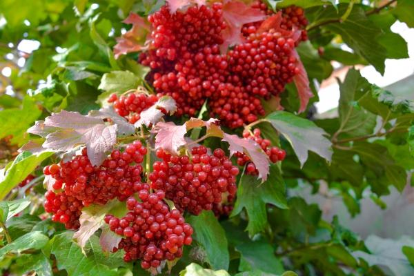 viburnum ķekari