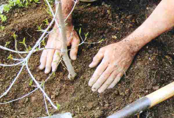 plantation de pommiers