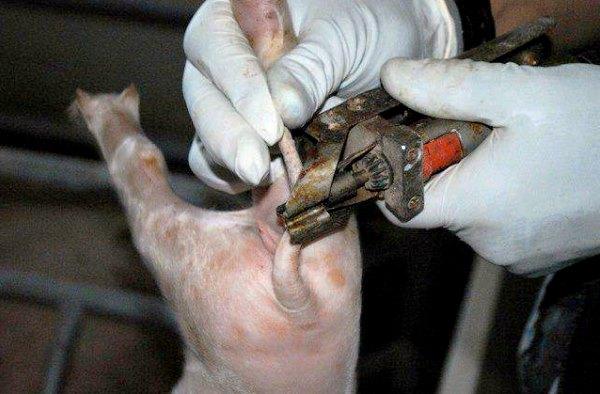 piglet castration