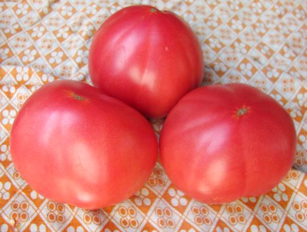 babiččino tajné rajče