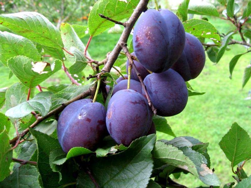 plum Presidente