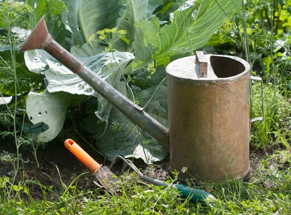 Kohl im Garten mit einer Gießkanne 