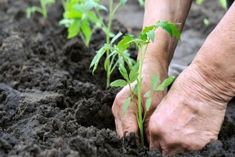 парадајз у земљи