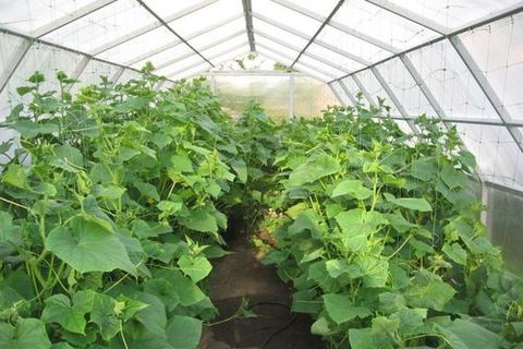 mga pipino sa greenhouse