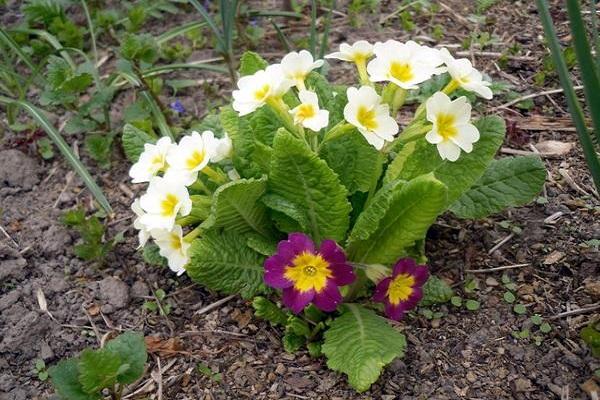 problemer med blomster 