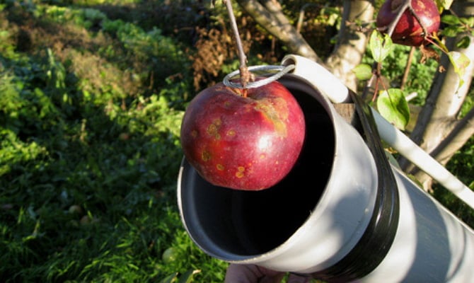 Recogedor de fruta con pinza