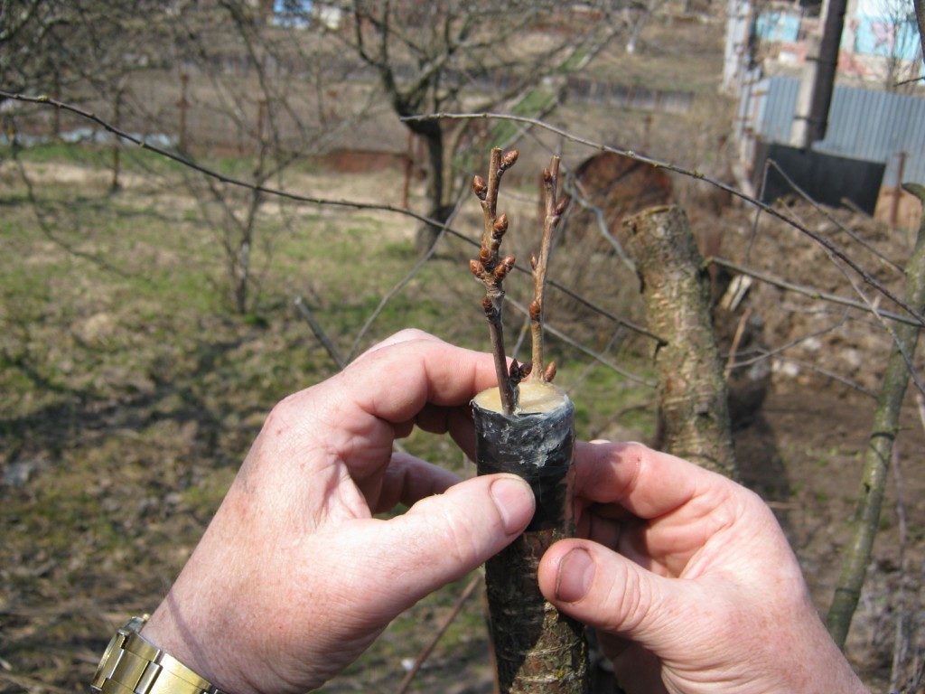 quince grafting