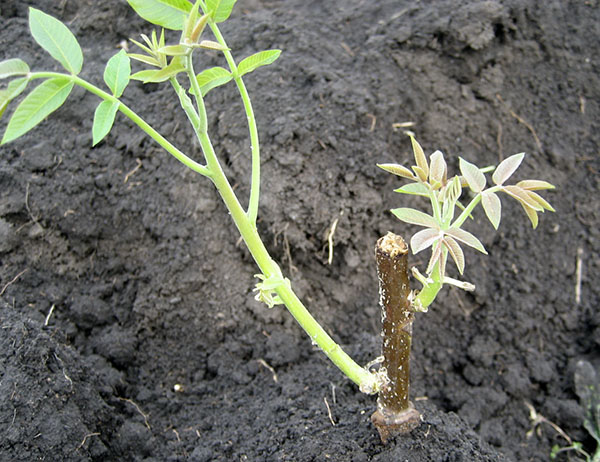 hoe een walnoot te planten