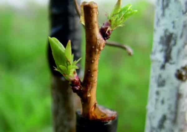 apricot grafting 