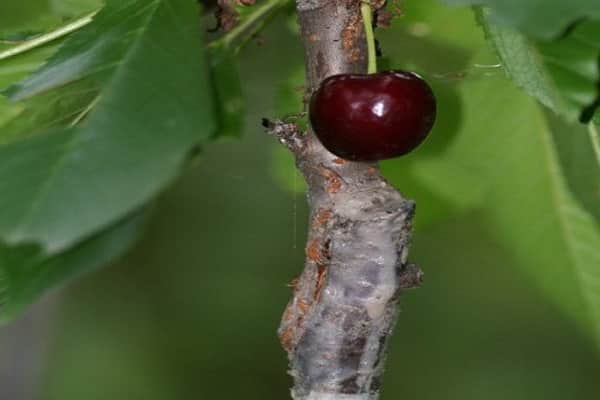 cerejas enxertadas