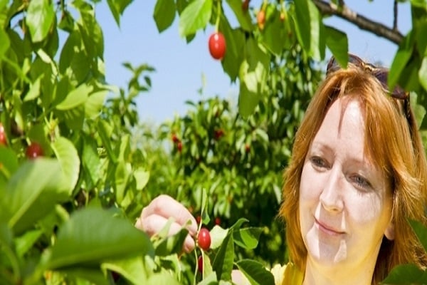 φροντίδα δέντρων