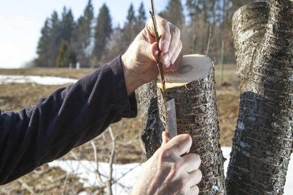 ruggengraat in de hand 