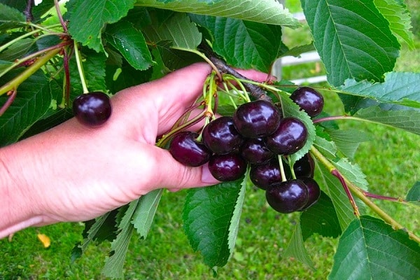 buah beri coklat 