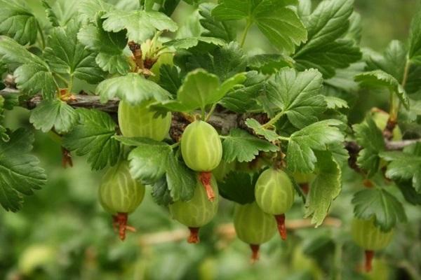 lumalagong gooseberries