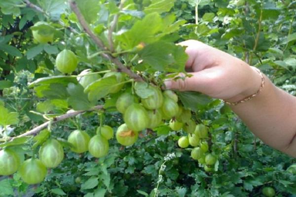 arbustos de frutas