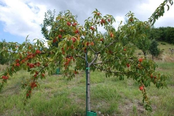 Baum im Garten 