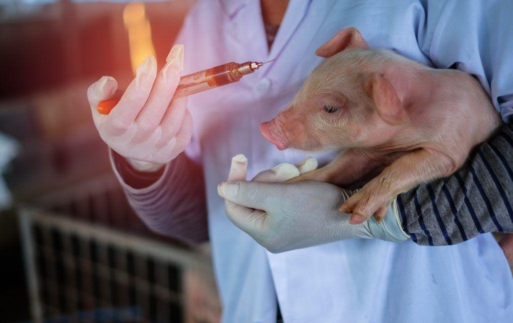 injecție piggy