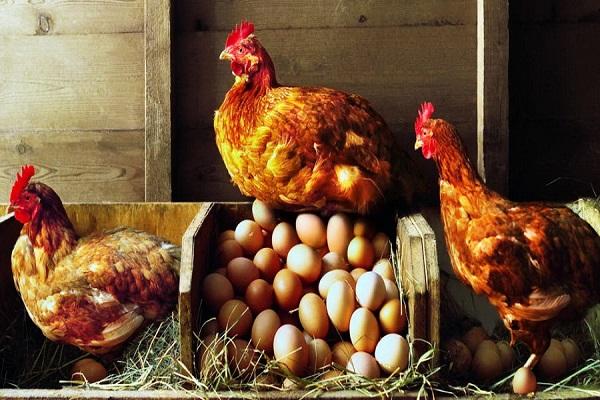 vejce a kuřata 