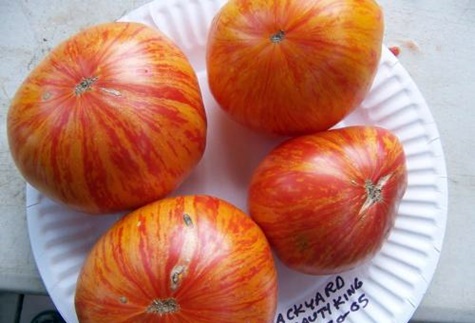 Beauty King tomatoes on a plate