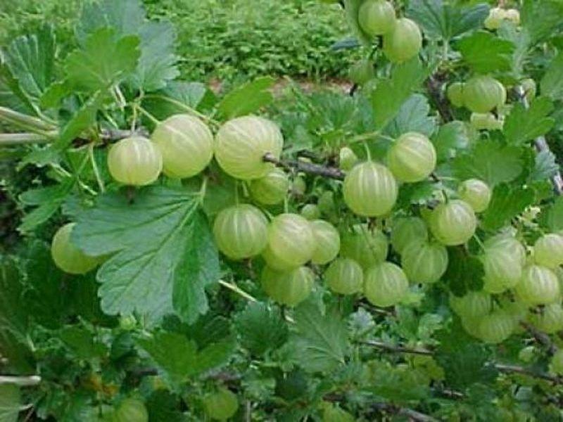 gooseberry bush