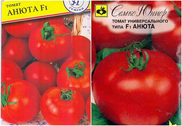 graines de tomates pensées