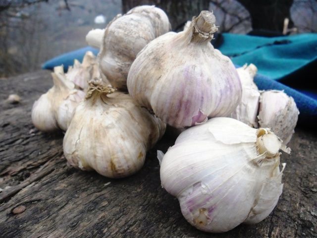 appearance of single clove garlic