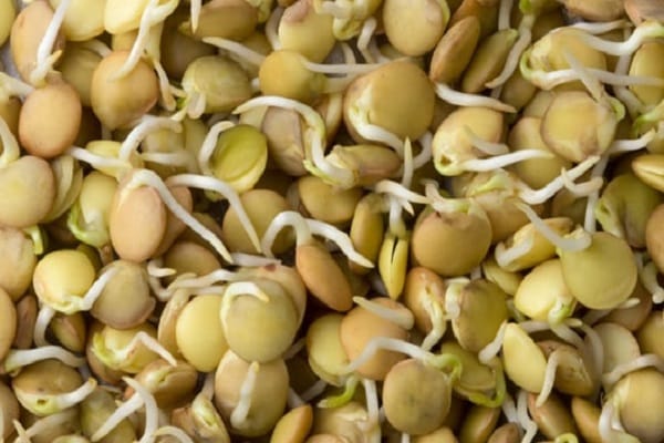 sprouted lentils