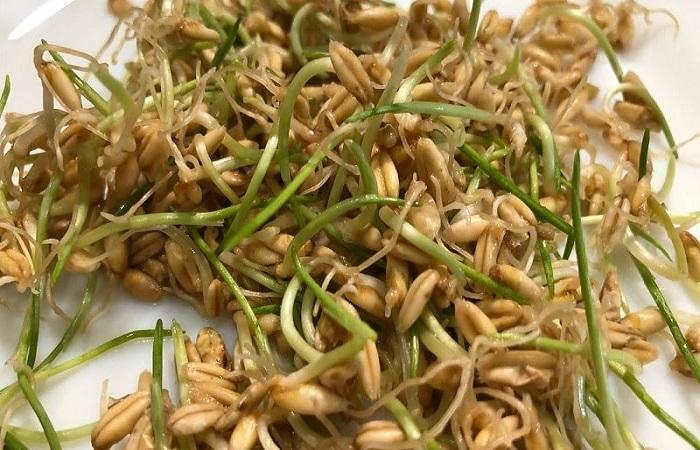 sprouted oats 