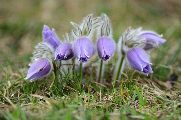 ungeöffnete Blüten