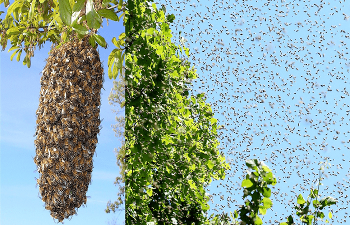 Bienenstock